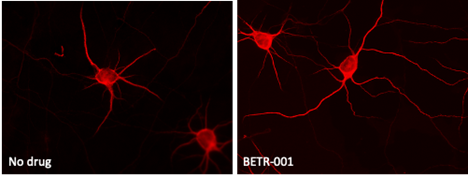 Growth of new neuronal dendrites in rat brain cortical neuron cultures treated with either no drug or BETR-001.