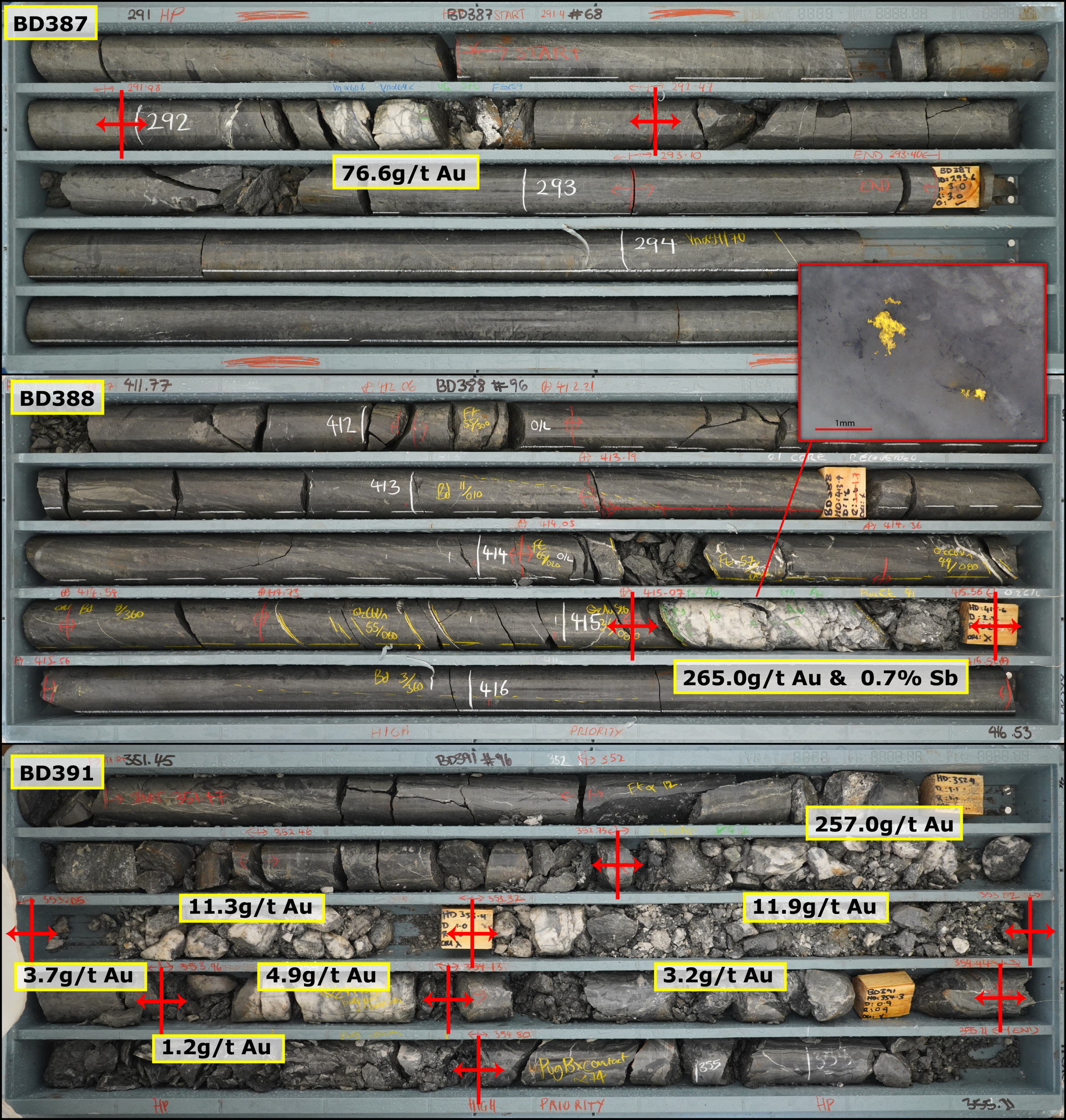 Tray photographs of the three new high-grade intercepts with individual grades annotated. An inset for BD388 shows a close-up of the style of mineralization encountered, predominantly free gold in quartz. BD391 is considerably more faulted than the others, interpreted to be due to proximity of a bedding-parallel fault as is commonplace in Costerfield ore veins.